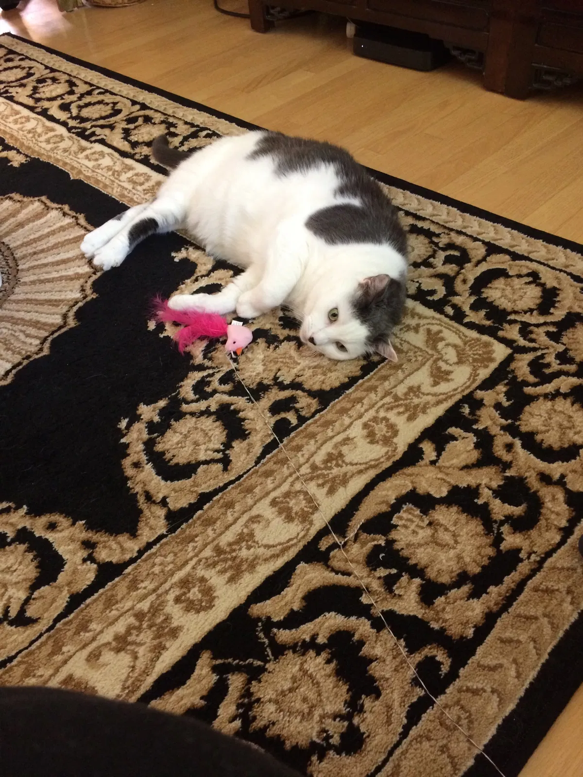 Lost cat in Ridgewood, NJ, 7450