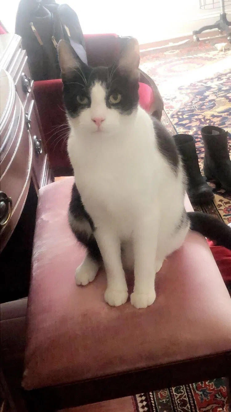Lost cat in Jacksonville, FL, 32221