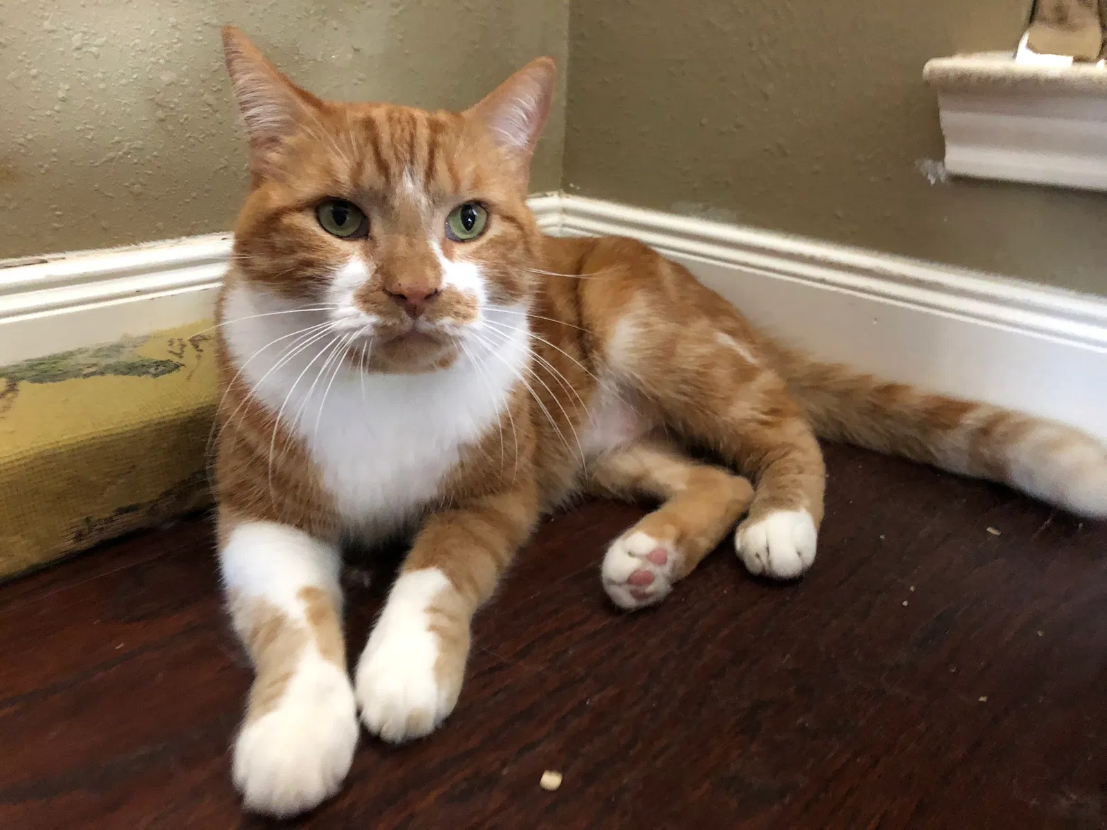 Lost cat in Katy, TX, 77450
