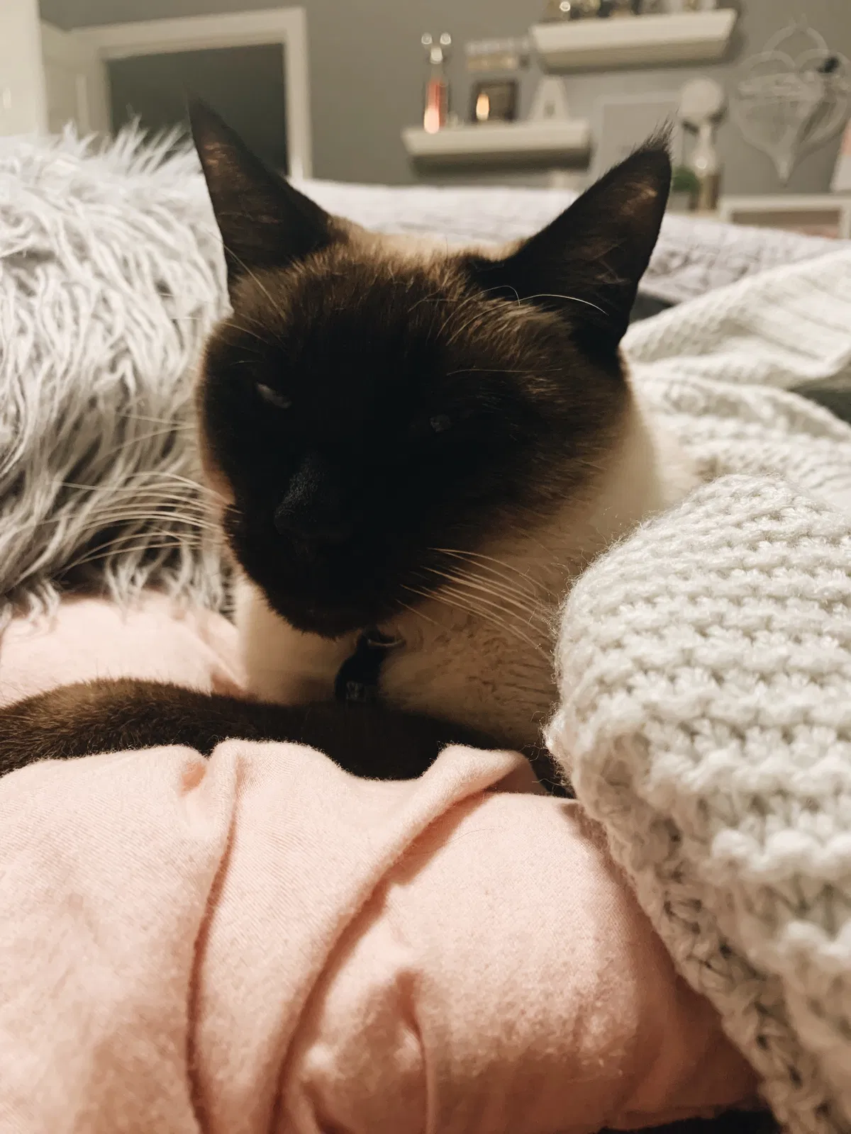 Lost cat in Cypress, TX, 77429