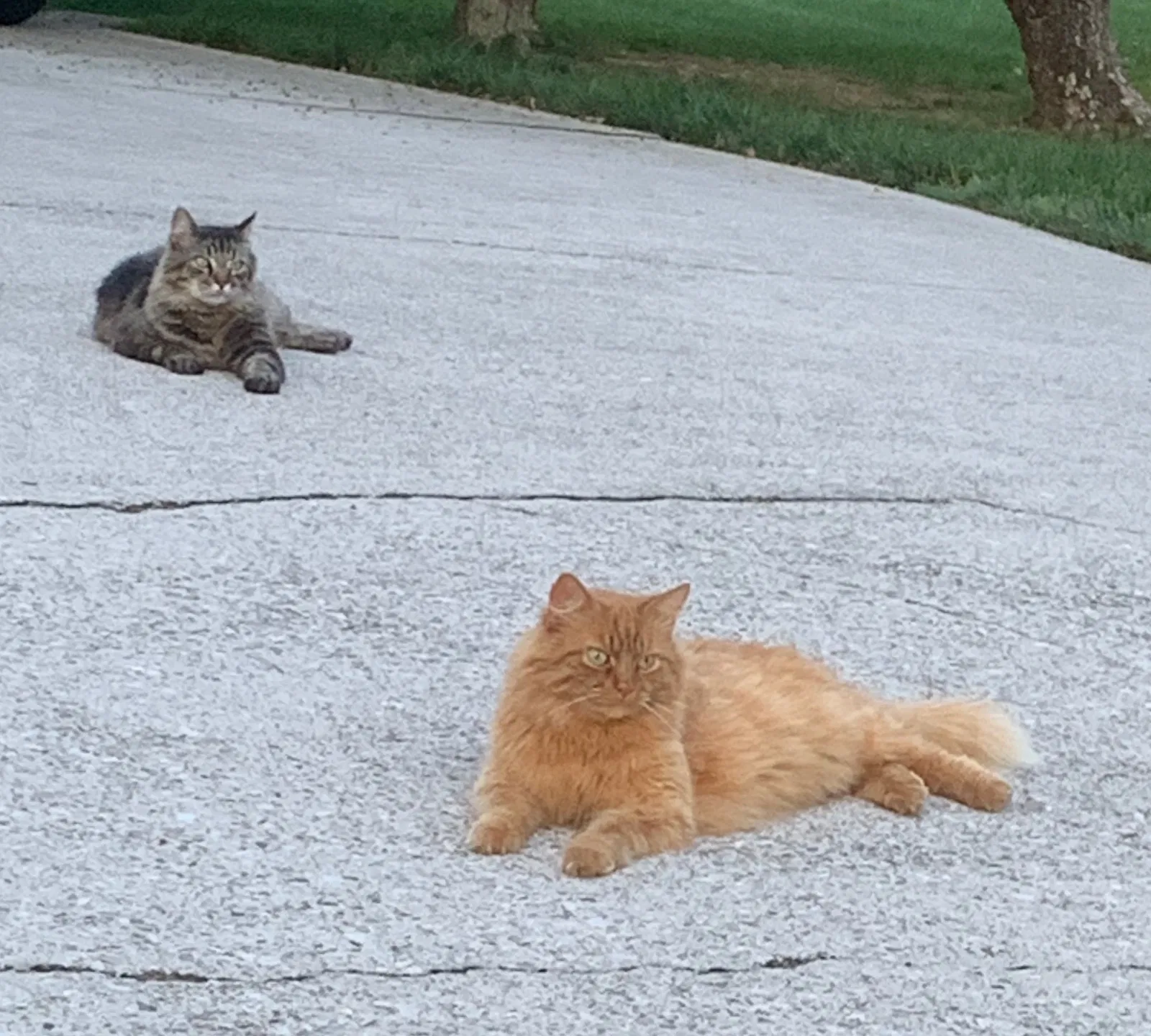 Lost cat in Knoxville, TN, 37918