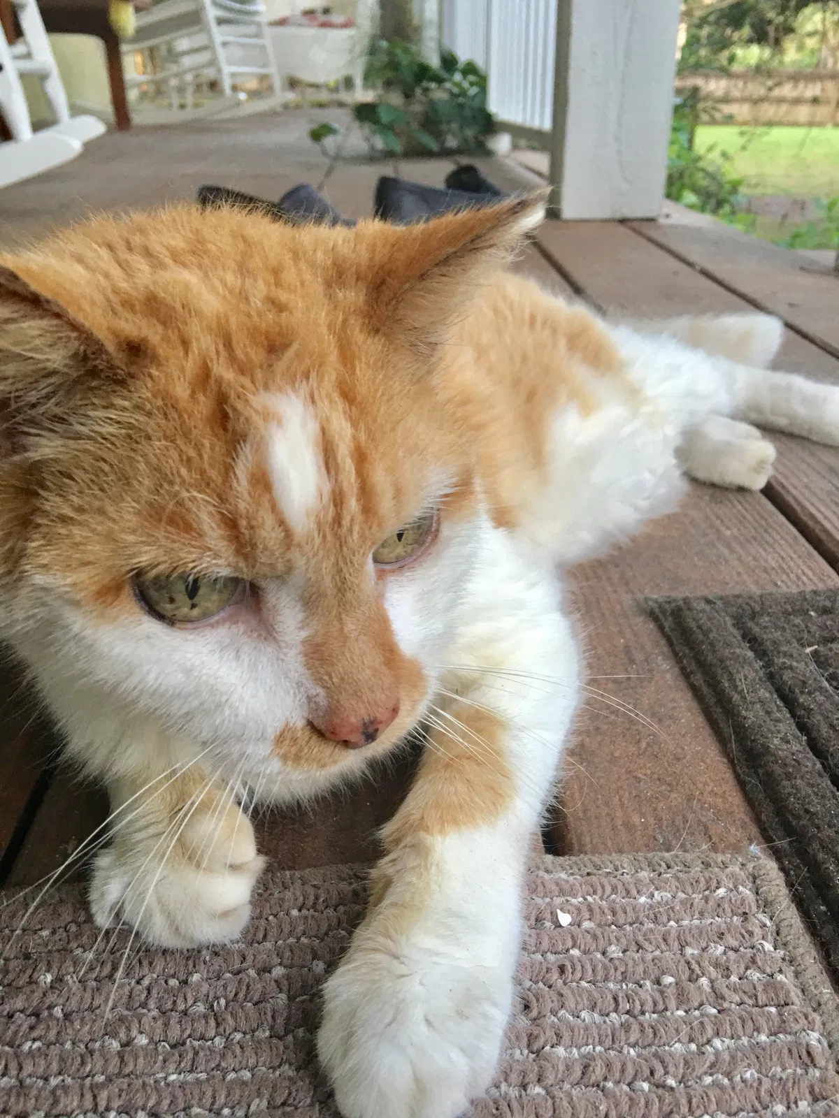 Lost cat in Jupiter, FL, 33478