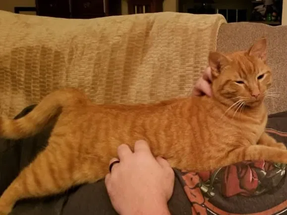 Lost cat in Greer, SC, 29651