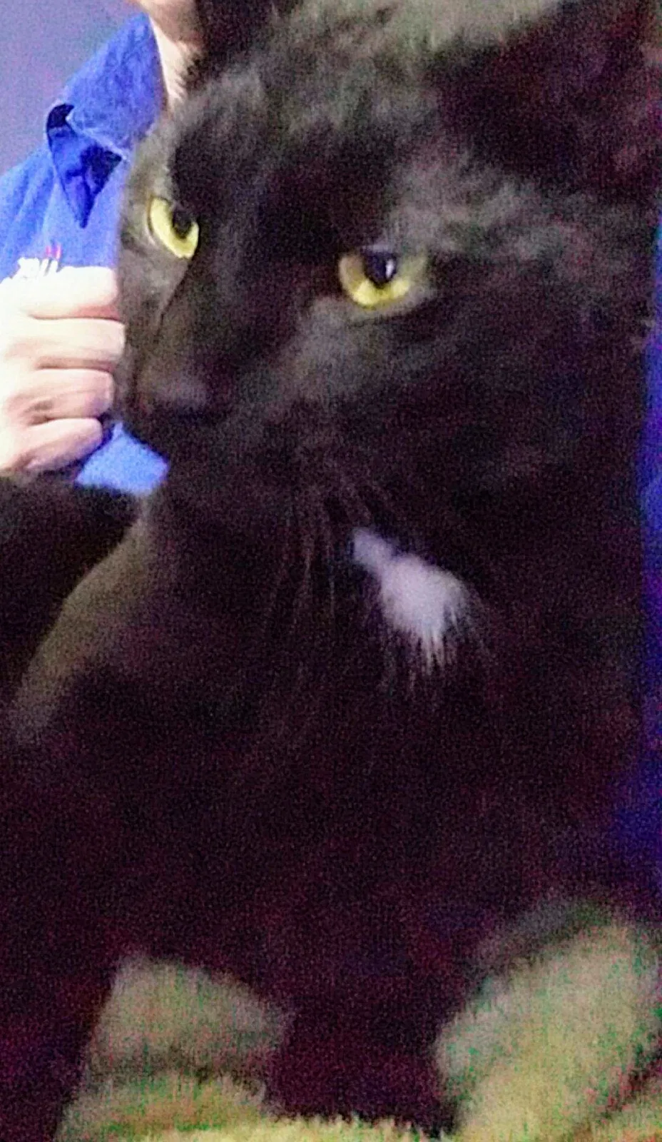 Lost cat in South Haven, MI, 49090