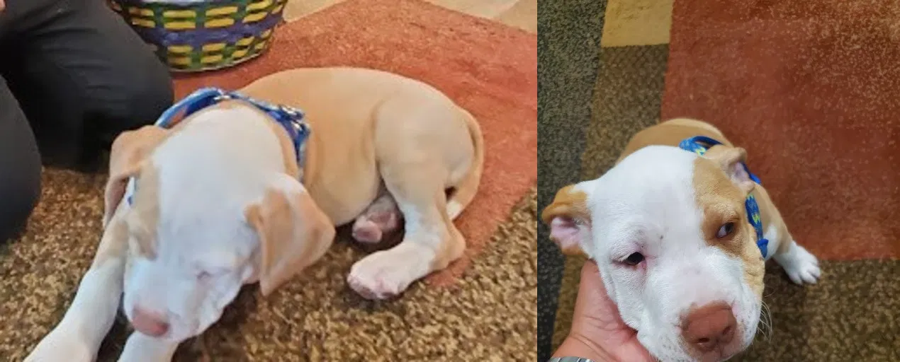 Lost dog in Saint Petersburg, FL, 33711