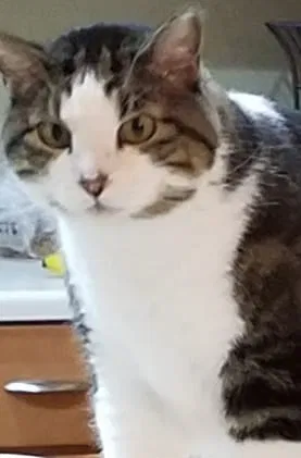 Lost cat in Brighton, CO, 80603