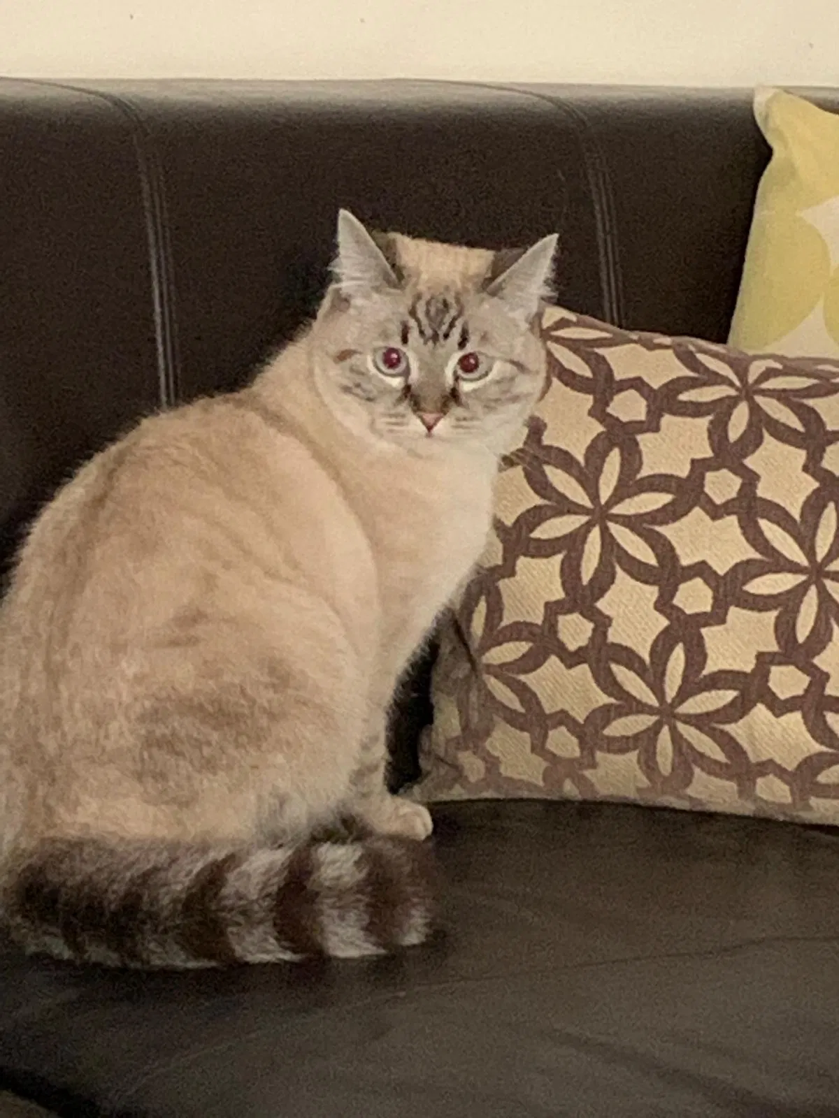 Lost cat in Rodeo, CA, 94572