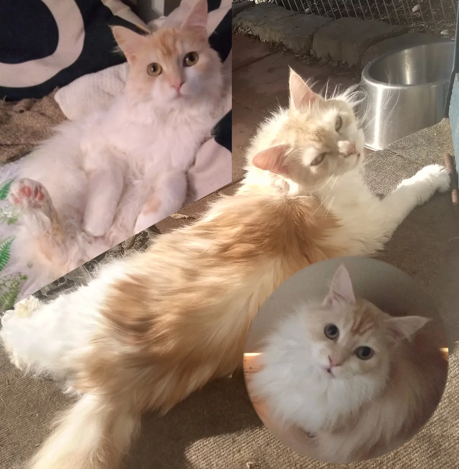 Lost cat in Olalla, WA, 98359