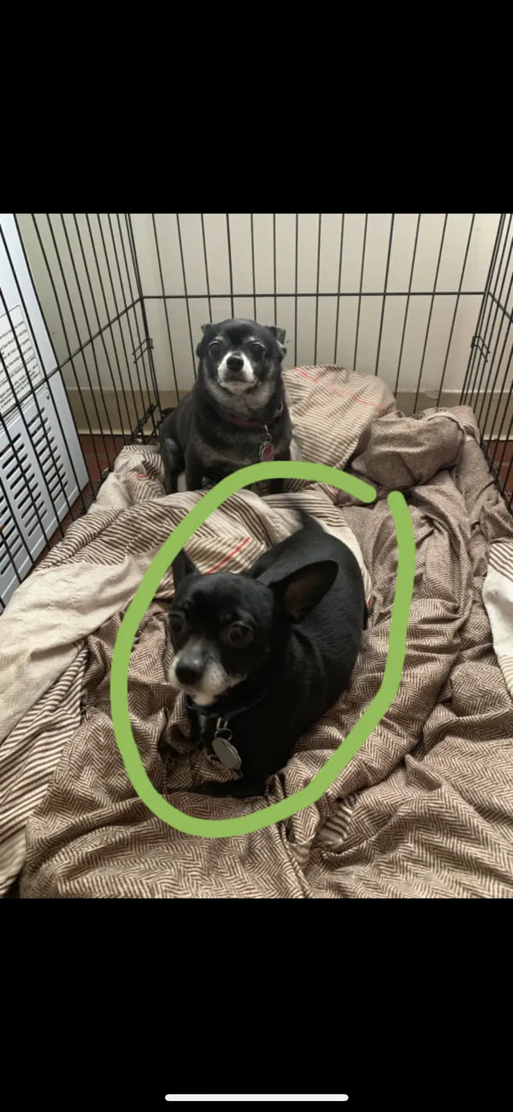 Lost dog in Waterbury, CT, 6710