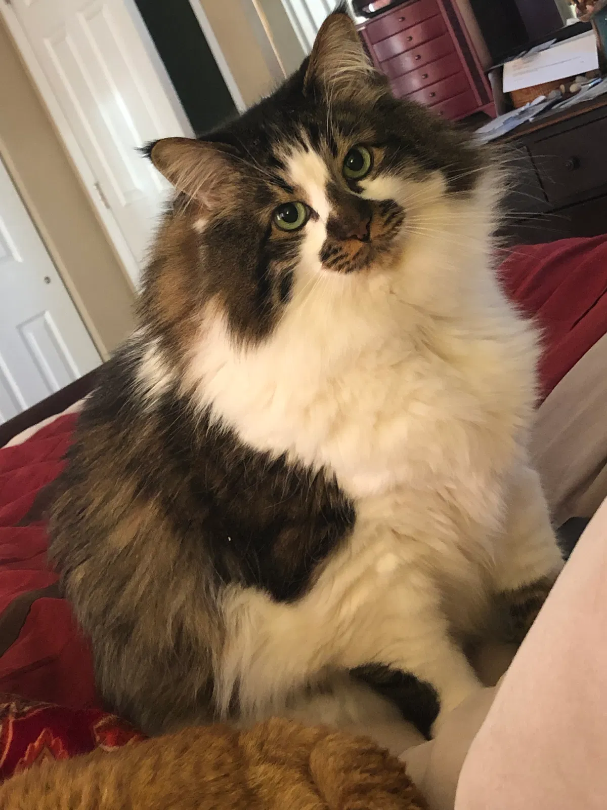 Lost cat in Redmond, WA, 98053