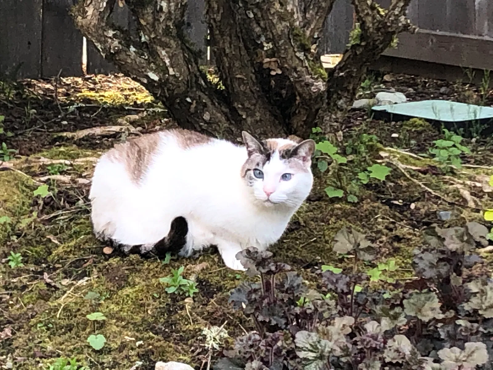 Lost cat in Redmond, WA, 98053