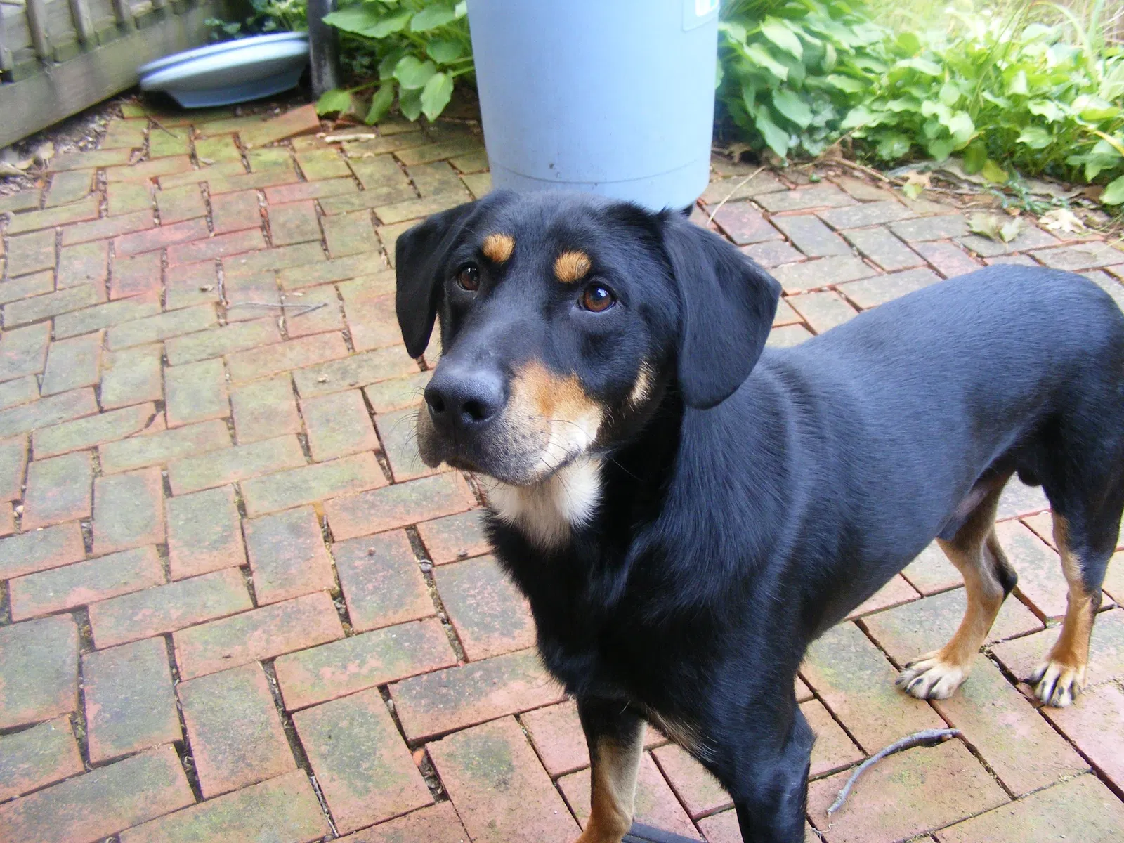 Lost dog in Youngstown, OH, 44512
