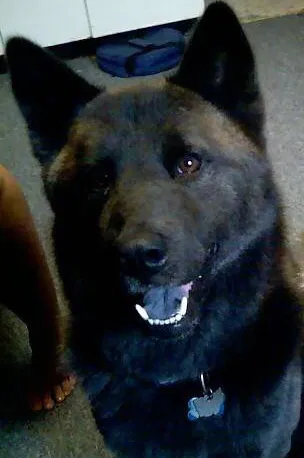 Lost dog in Maumee, OH, 43537