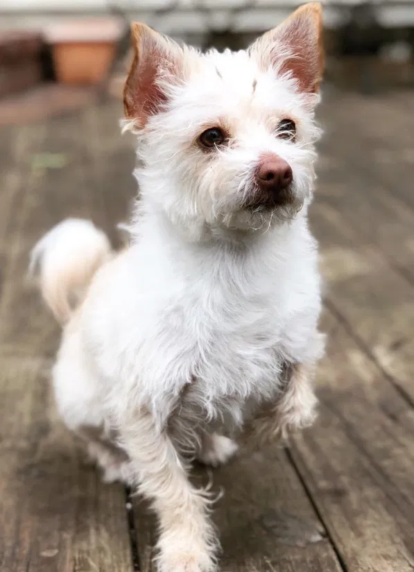Lost dog in Prairie Village, KS, 66208
