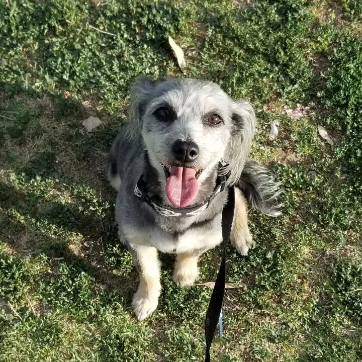 Lost dog in Tucson, AZ, 85745