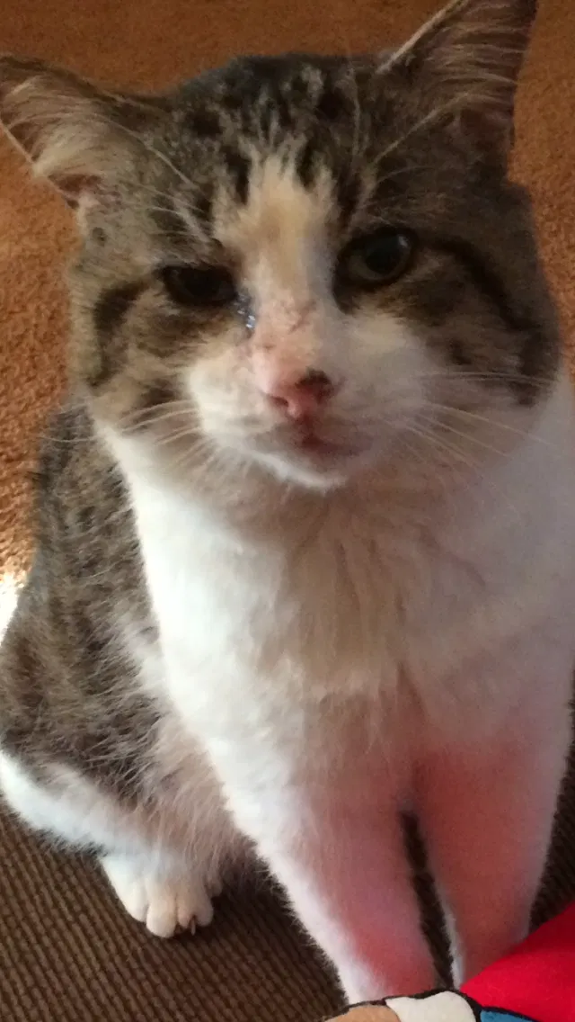 Lost cat in Stockbridge, GA, 30281