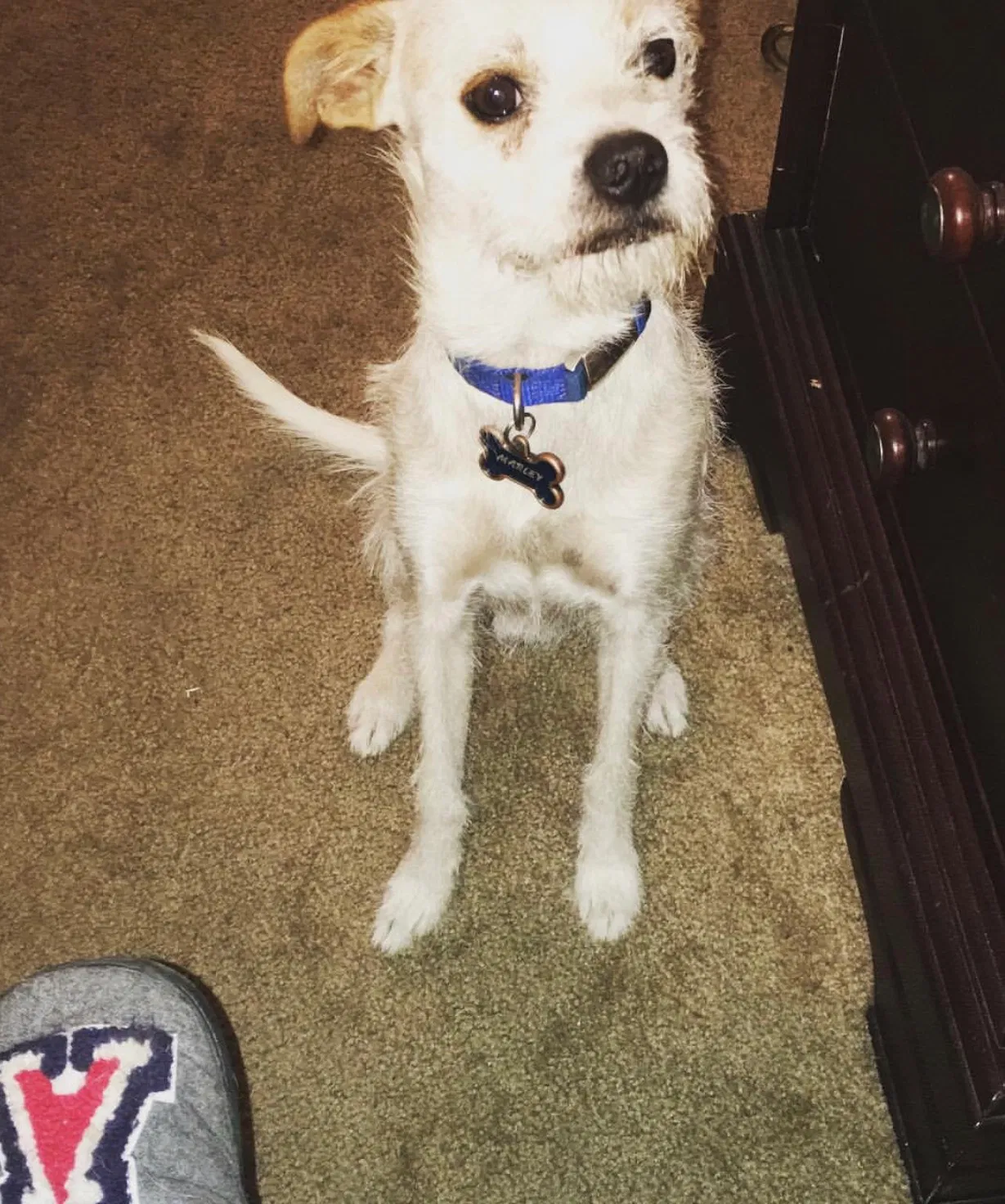 Lost dog in Tucson, AZ, 85714