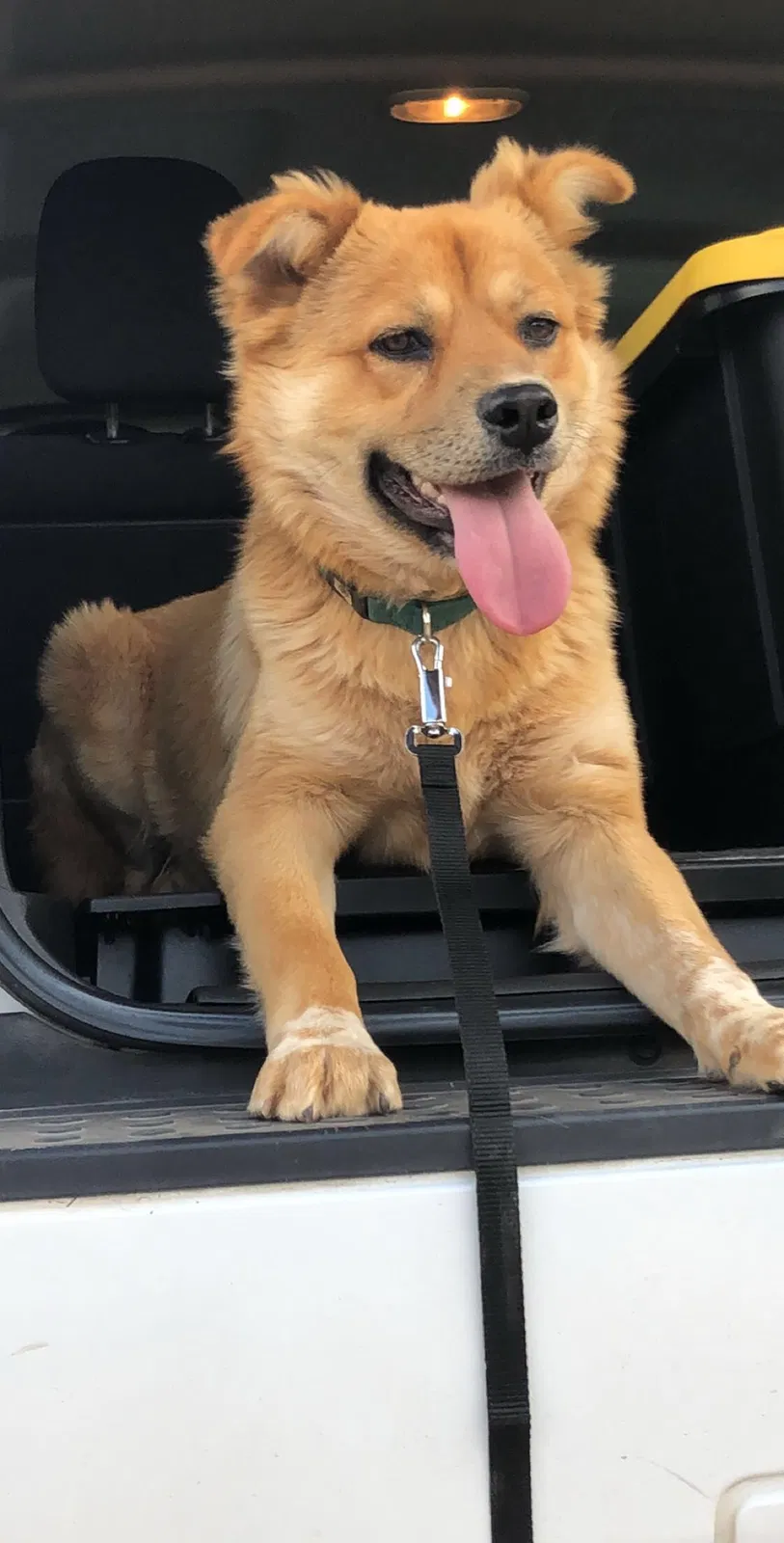 Lost dog in Tucson, AZ, 85714