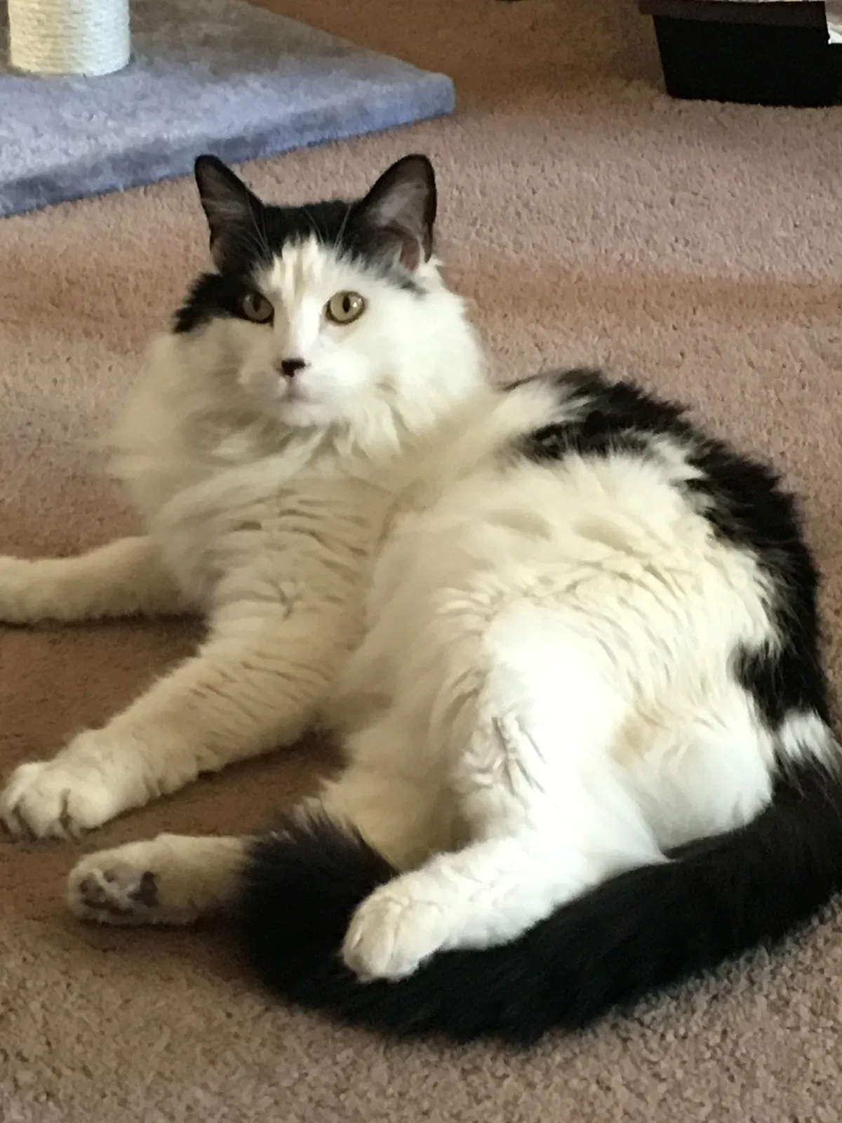 Lost cat in Albuquerque, NM, 87113