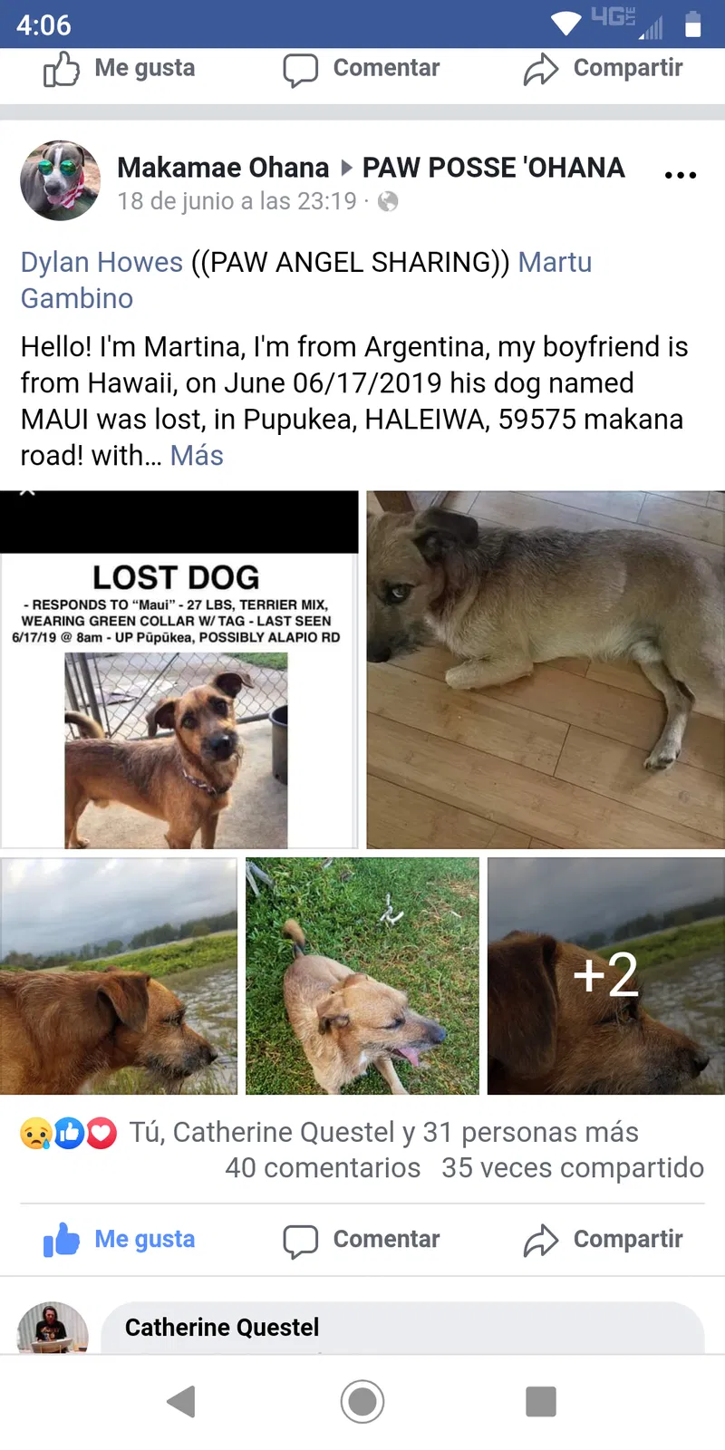 Lost dog in Haleiwa, HI, 96712