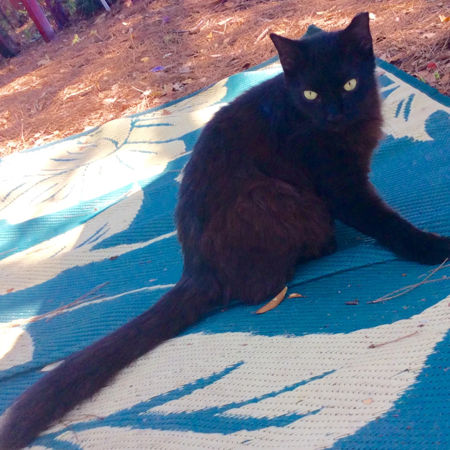 Lost cat in Hixson, TN, 37343