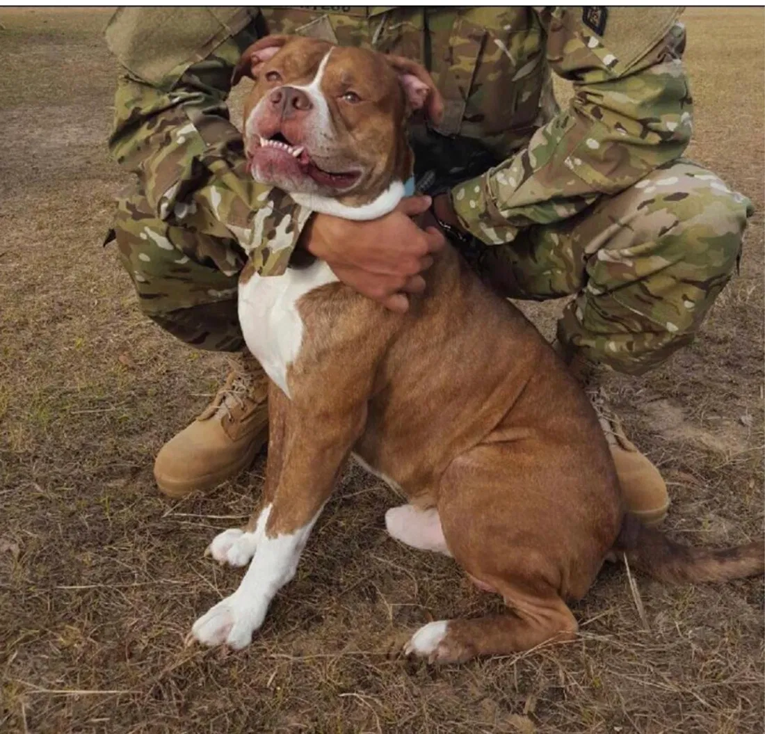 Lost dog in Cypress, TX, 77429