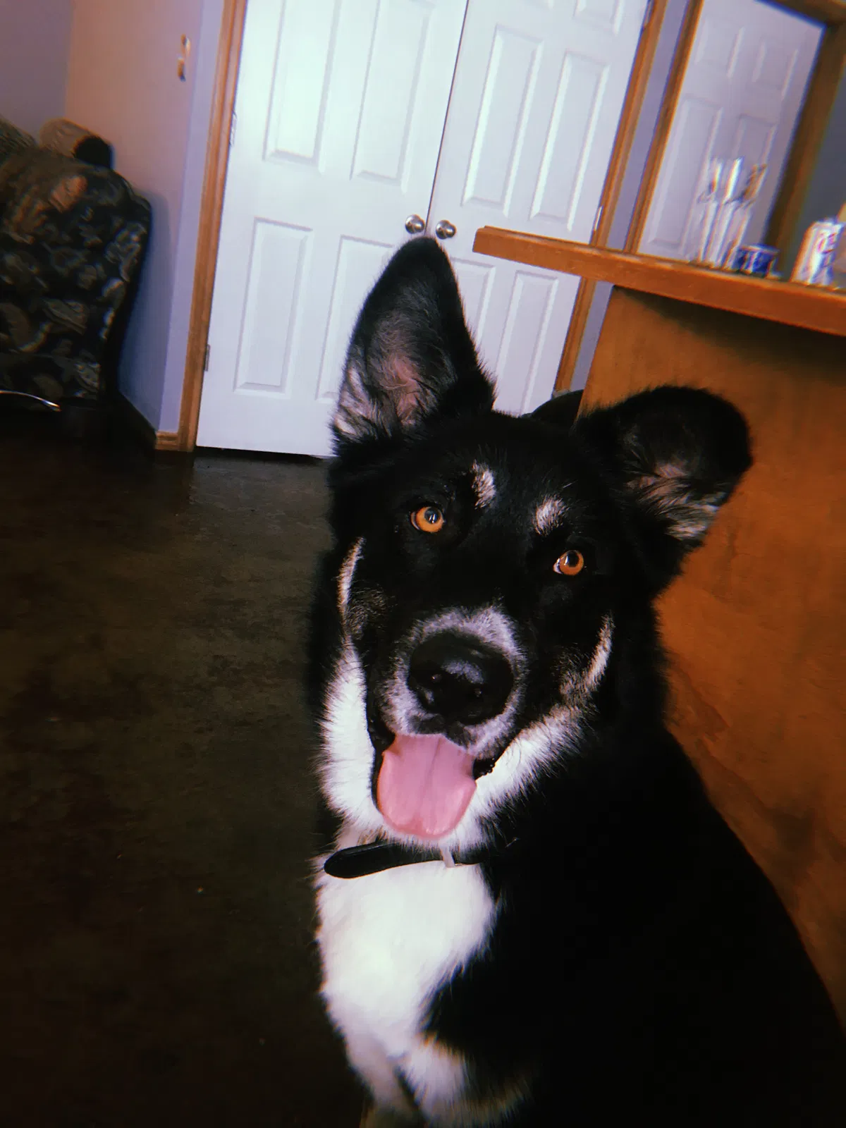 Lost dog in Texarkana, AR, 71854