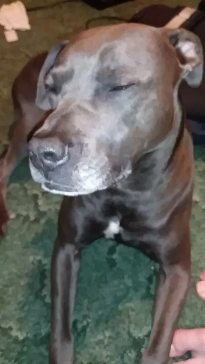 Lost dog in Bowling Green, KY, 42104