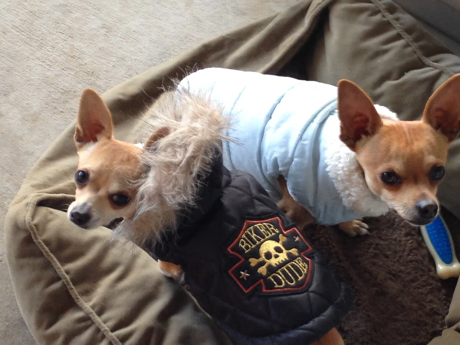 Lost dog in Littlerock, CA, 93543