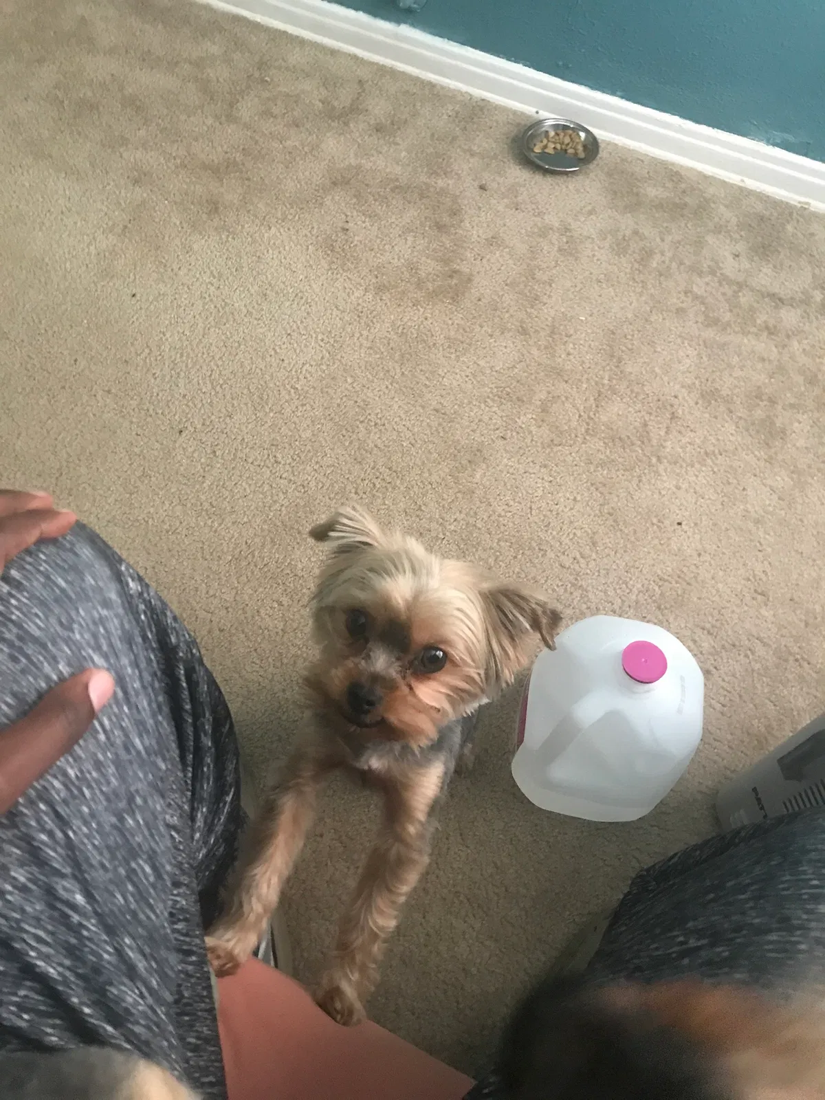 Lost dog in Killeen, TX, 76541
