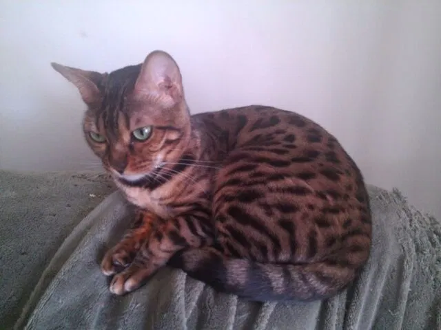 Lost cat in Beverly Hills, FL, 34465