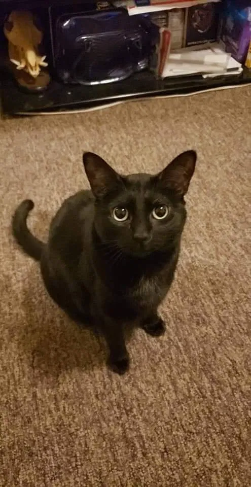 Lost cat in Altoona, PA, 16601