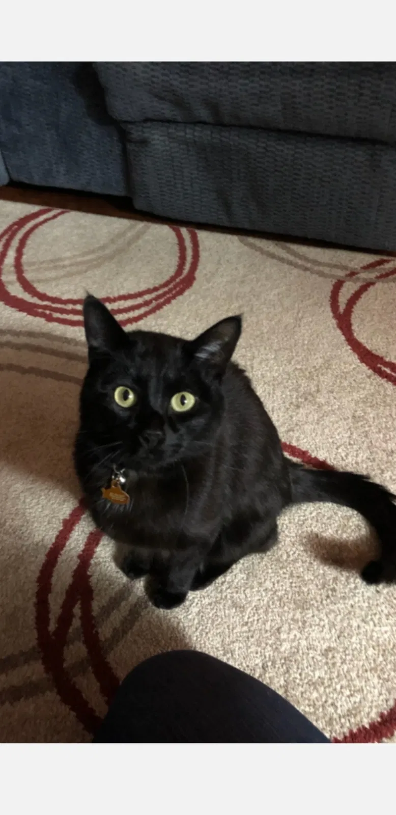 Lost cat in Saint Paul, MN, 55124
