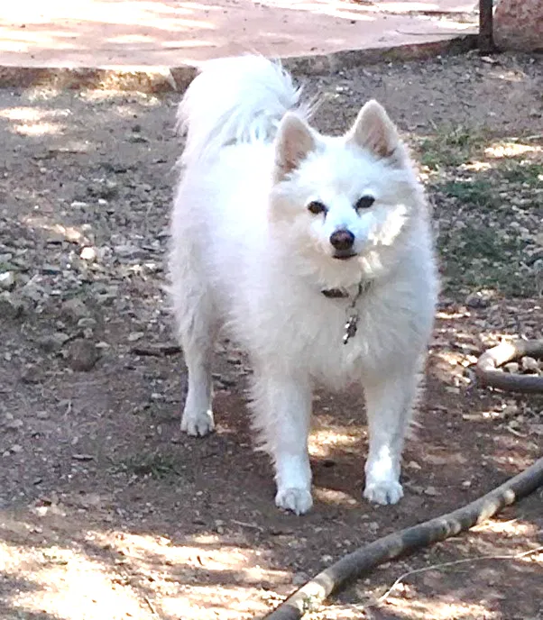 Lost dog in Rowe, NM, 87562