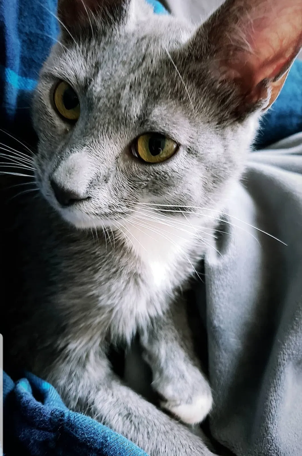 Lost cat in Chickamauga, GA, 30707