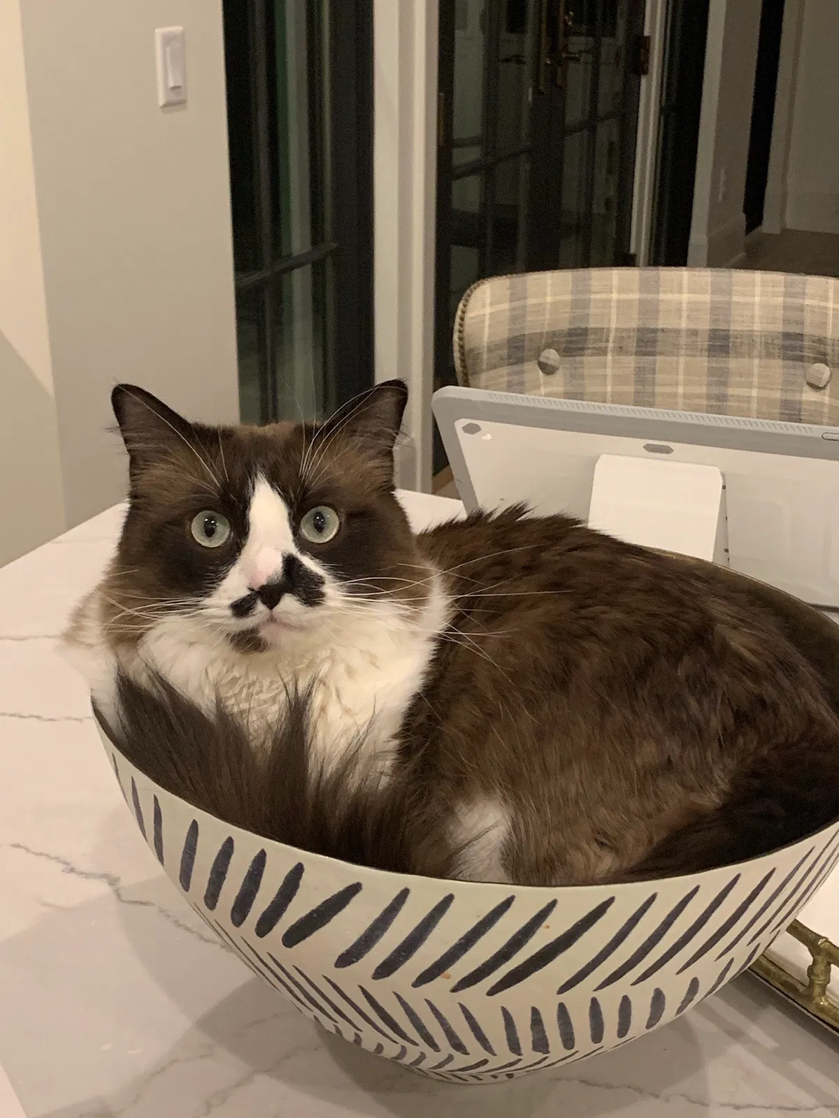 Lost cat in Minneapolis, MN, 55424