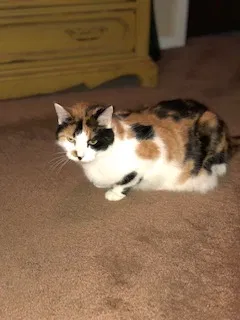 Lost cat in Morton Grove, IL, 60053
