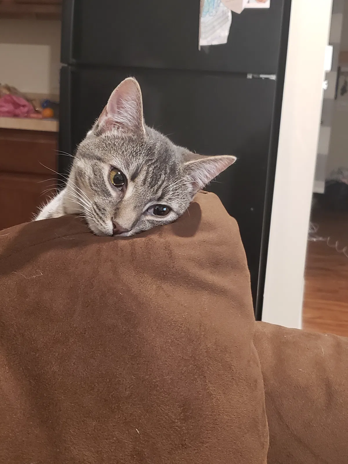 Lost cat in Mount Laurel, NJ, 8054