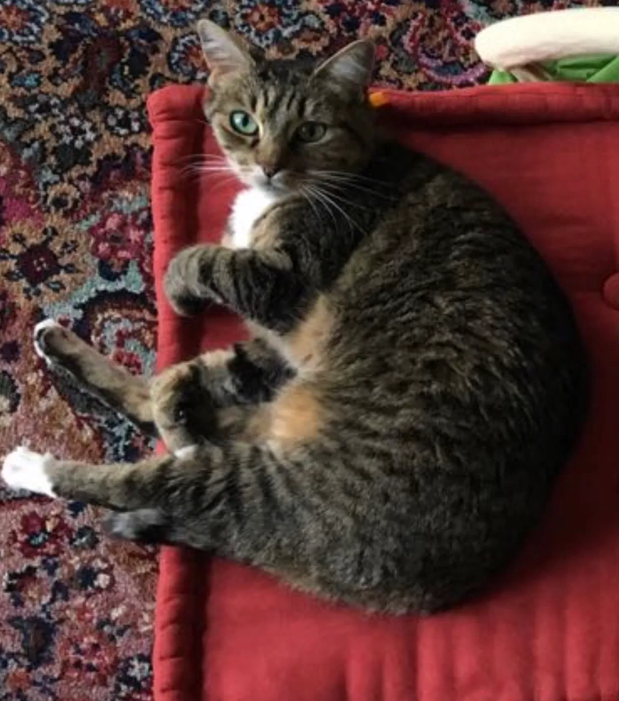 Lost cat in Madison, CT, 6443