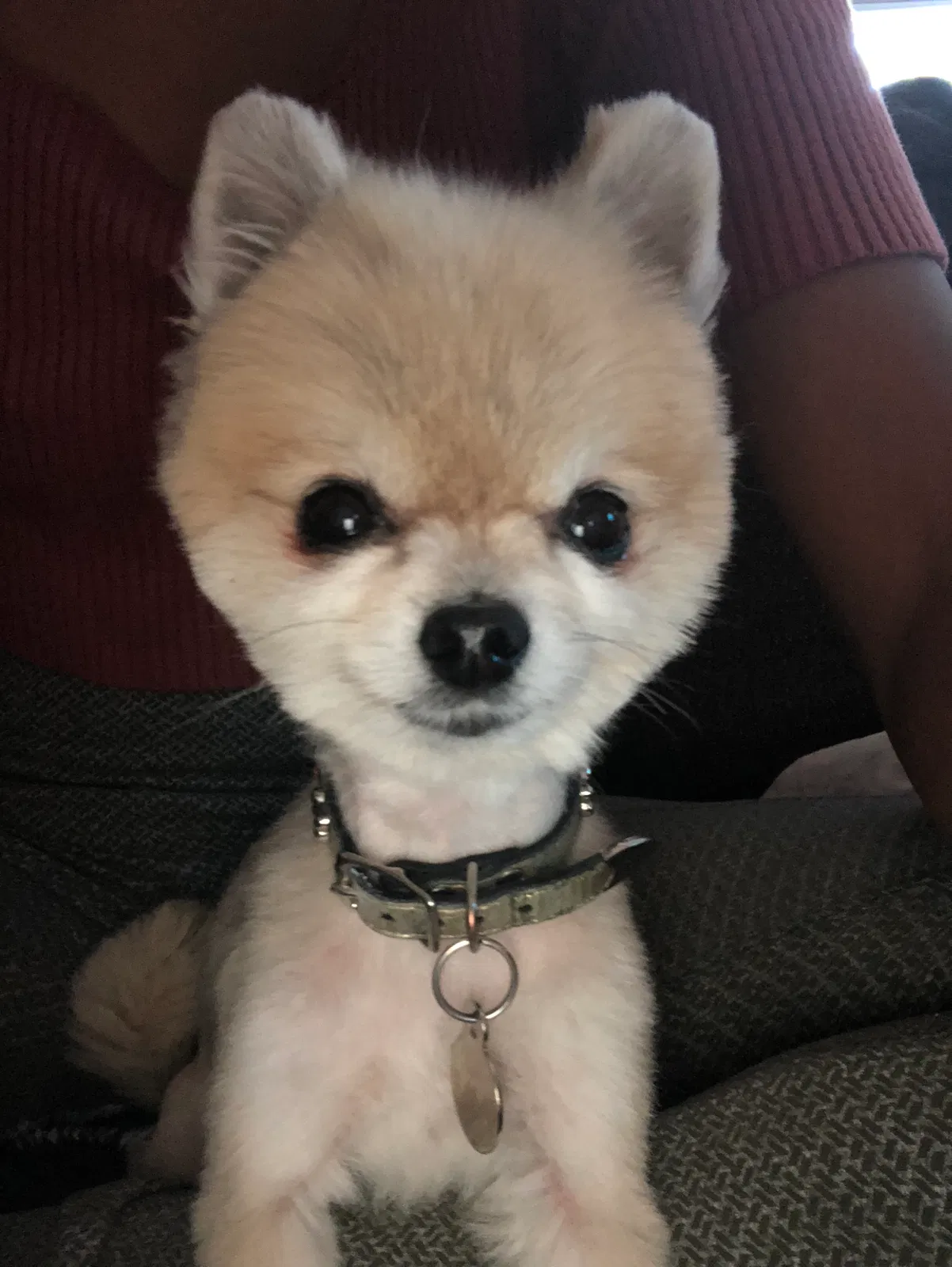 Lost dog in Santa Fe, NM, 87501