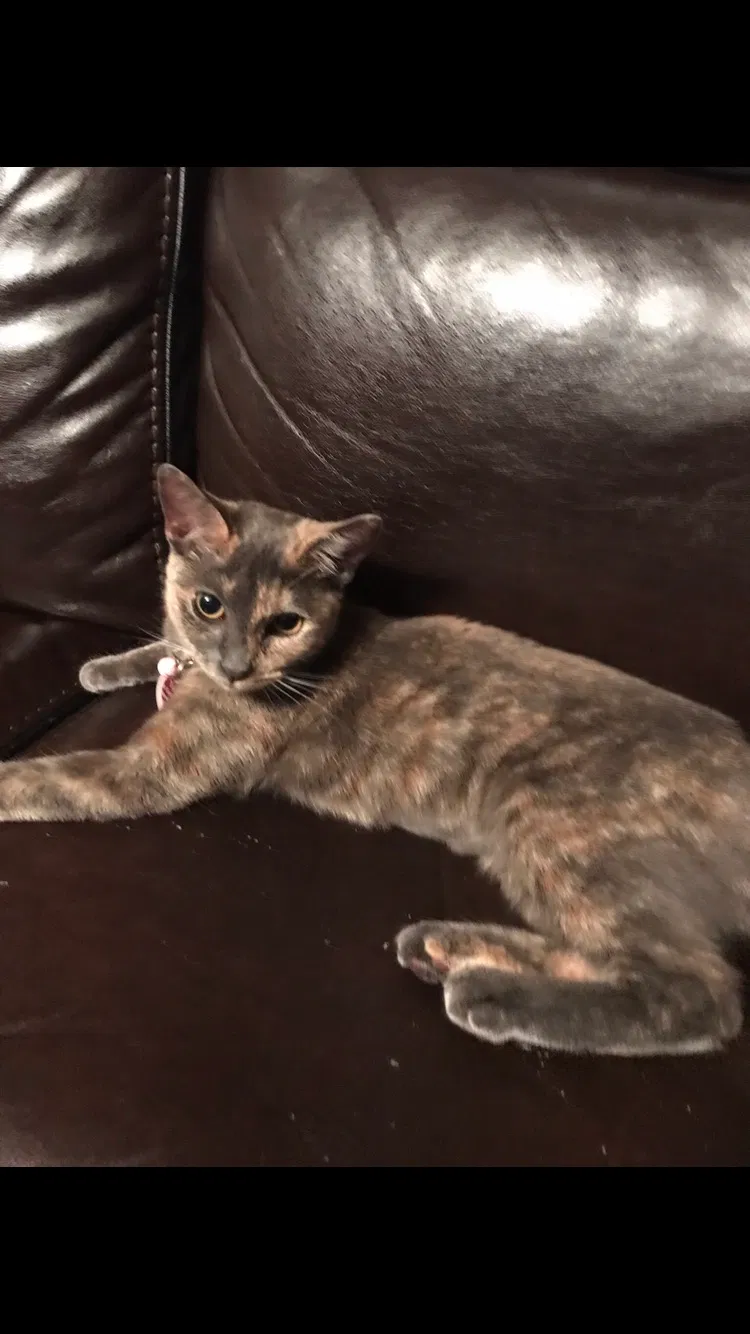 Lost cat in Warwick, RI, 2886