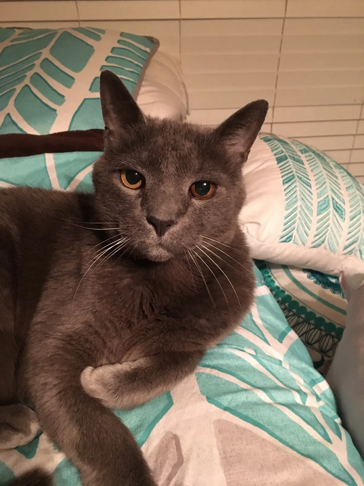 Lost cat in Concord, NC, 28025