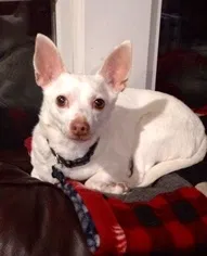 Lost dog in Waterbury, CT, 6704