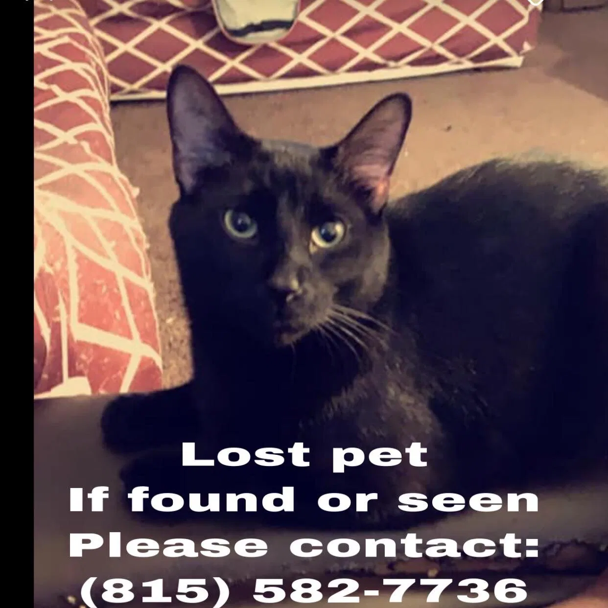 Lost cat in Reynoldsburg, OH, 43068