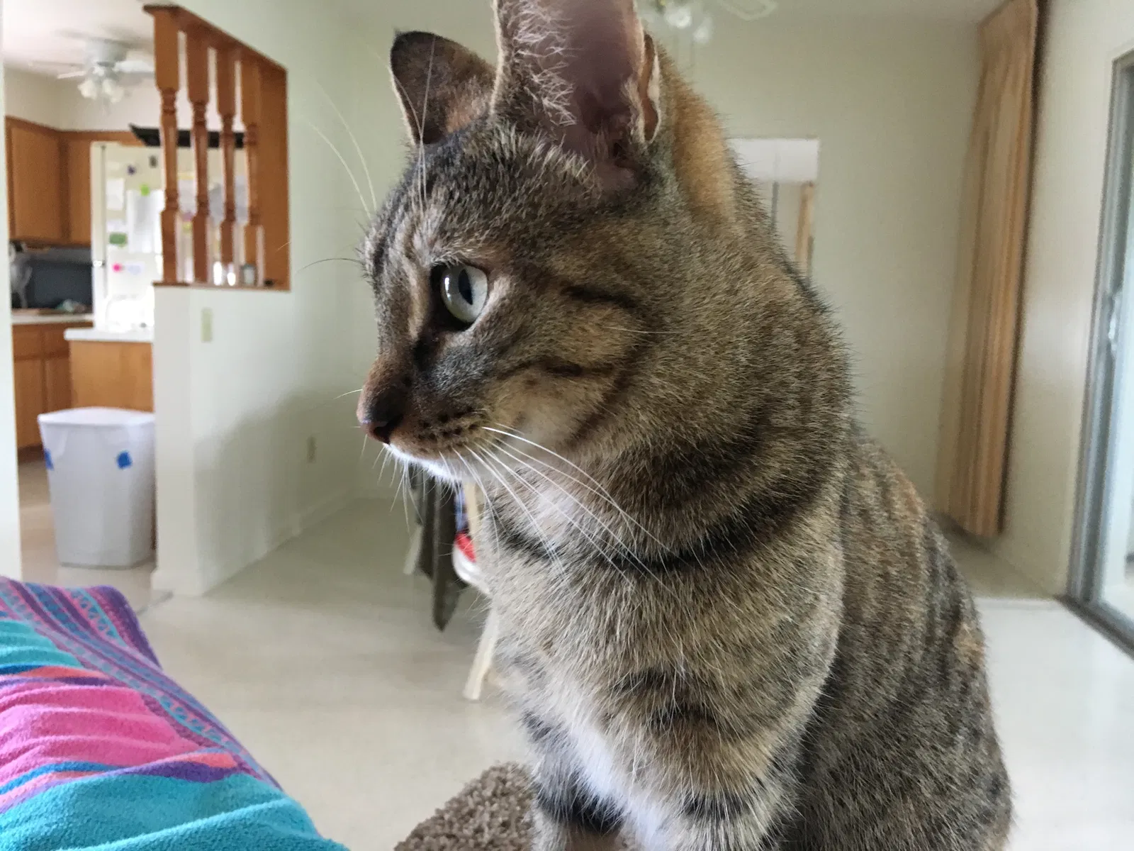 Lost cat in Delavan, WI, 53115