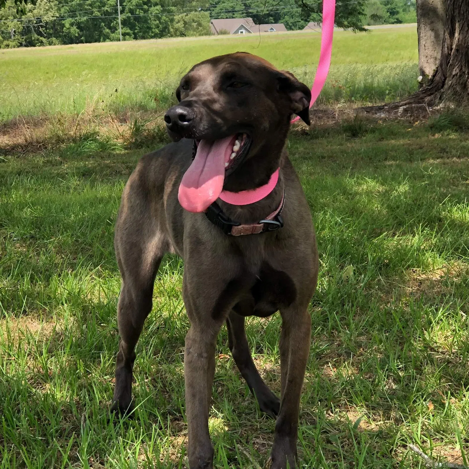 Lost dog in Maple Lake, MN, 55358