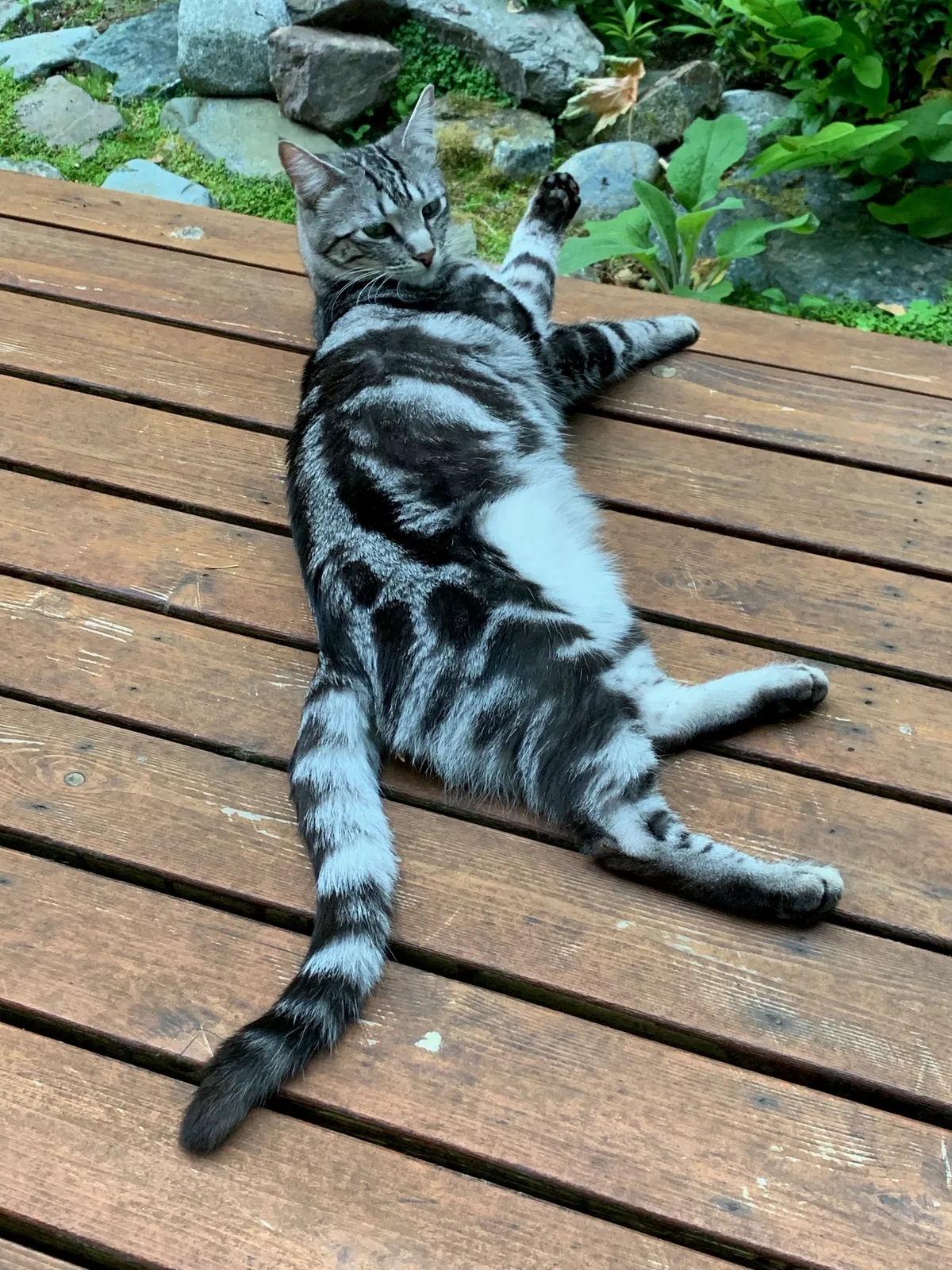 Lost cat in Kirkland, WA, 98034