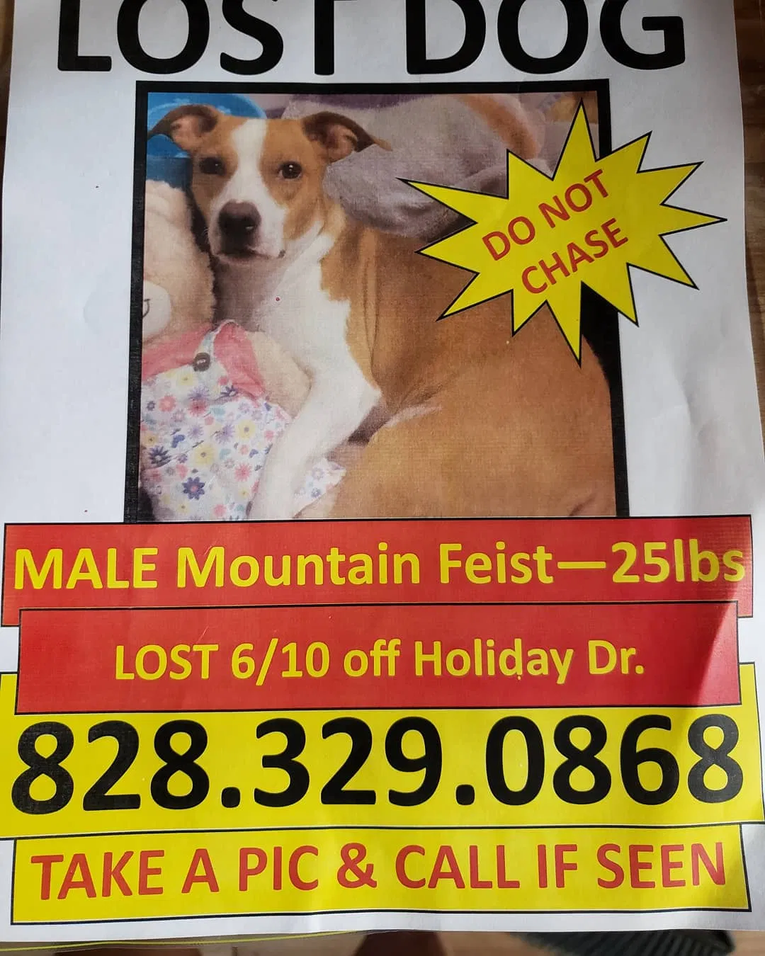 Lost dog in Hendersonville, NC, 28739