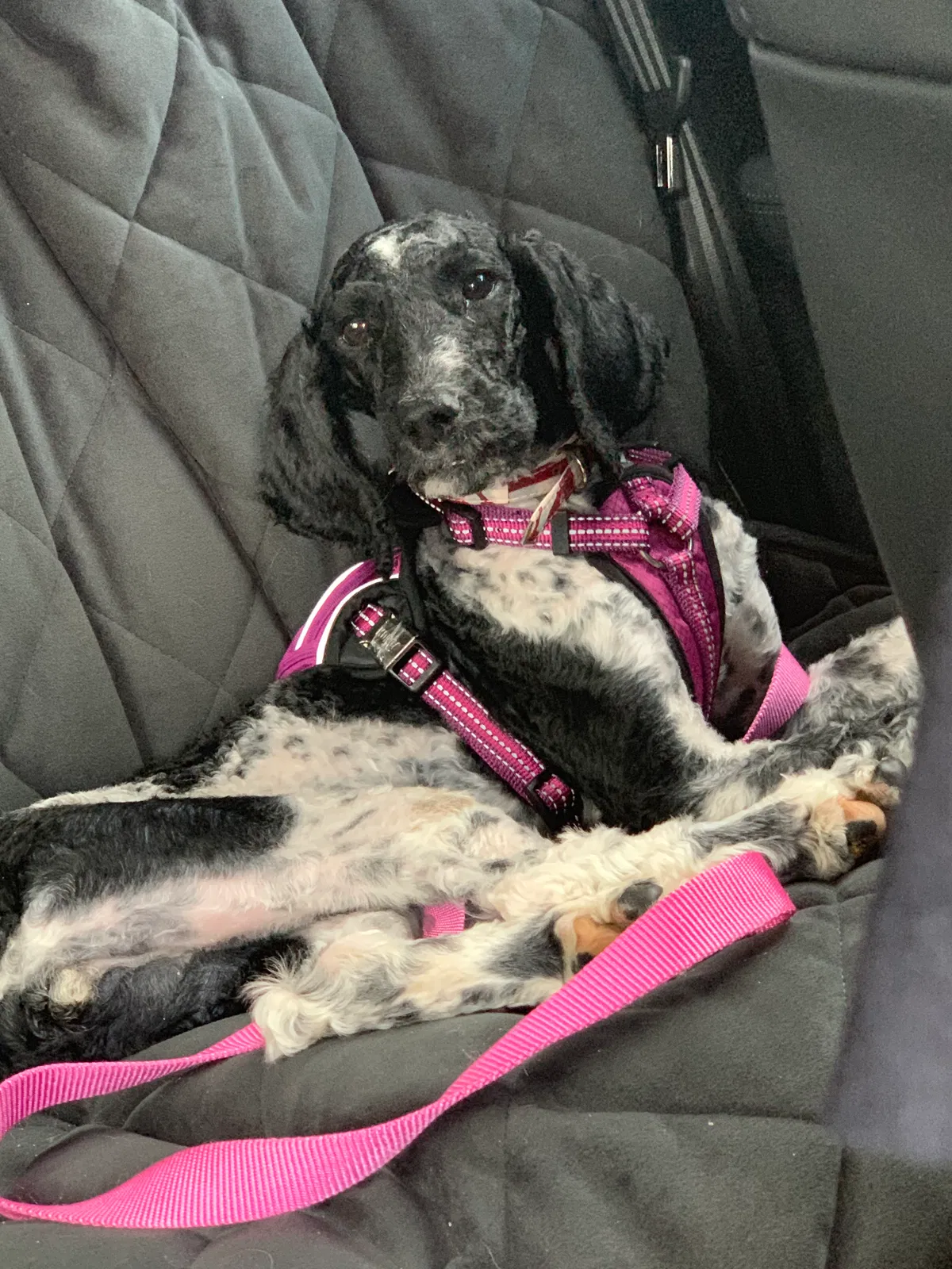 Found dog in Miami, FL, 33176