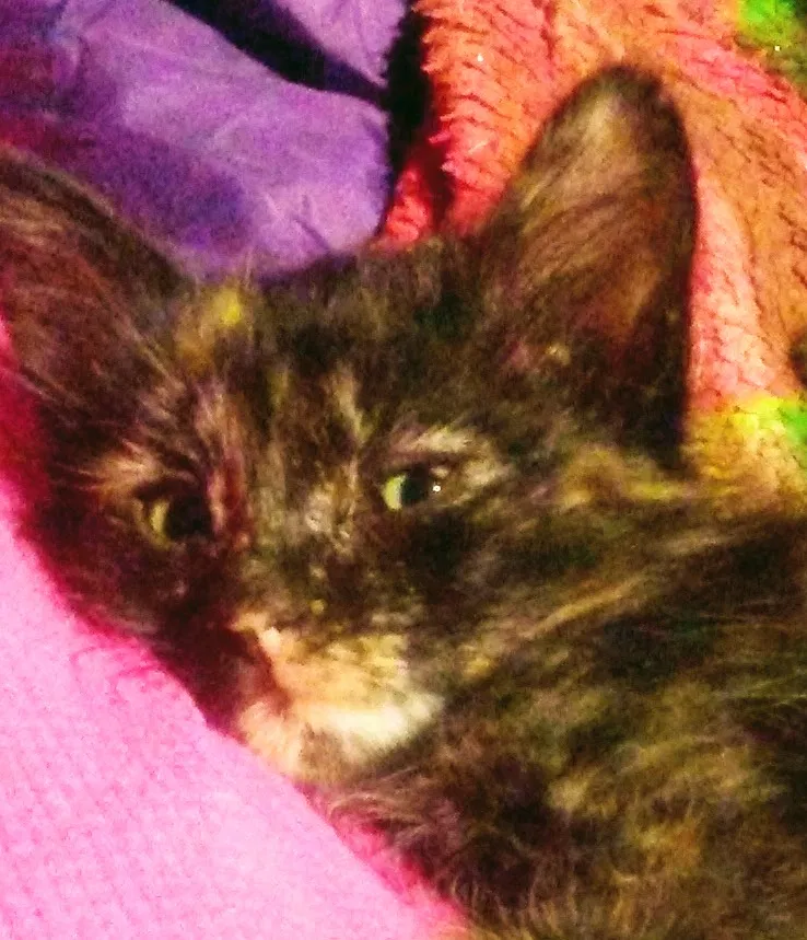 Lost cat in Mesa, AZ, 85208